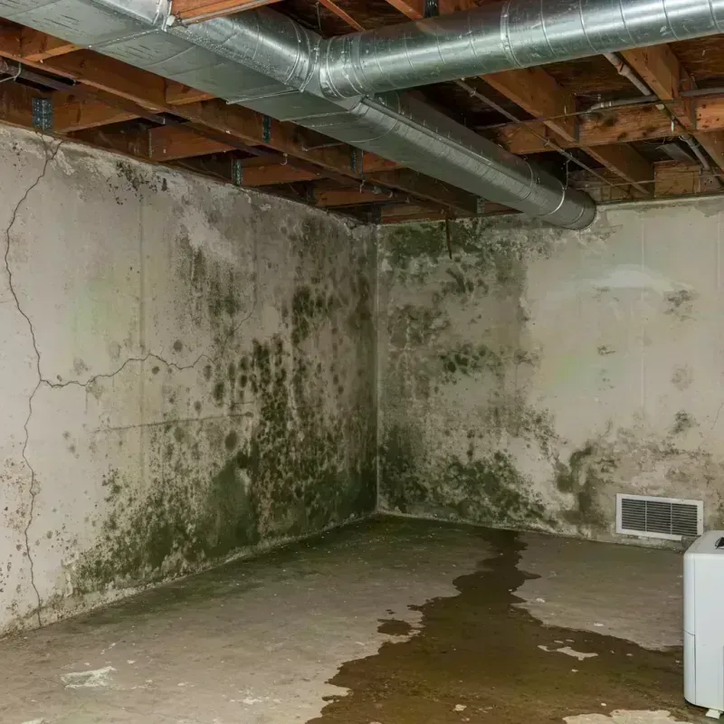 Professional Mold Removal in McKee, KY